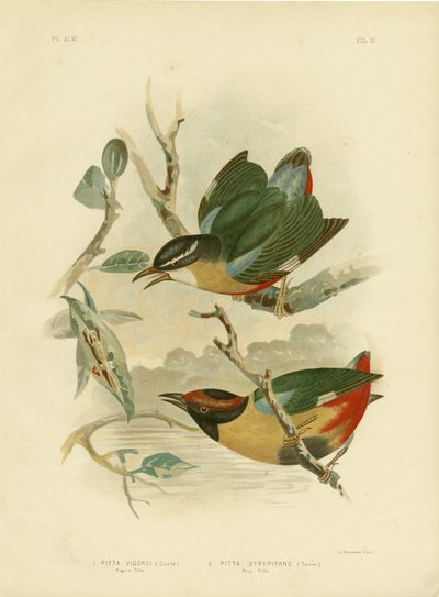 Vigors Pitta oder Elegante Pitta, 1891 von Gracius Broinowski